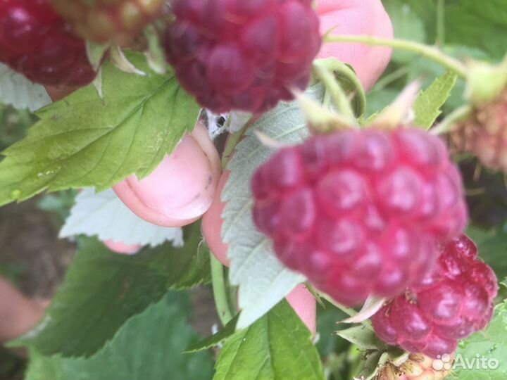 Ремонтантная малина саженцы