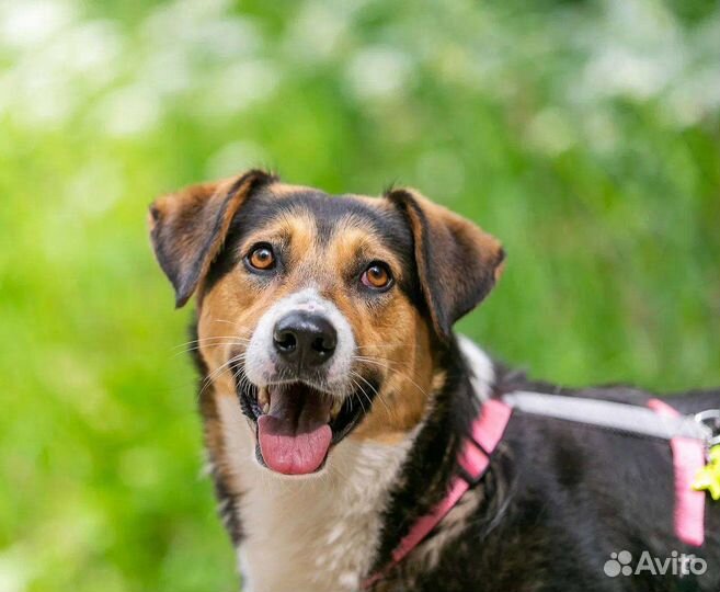 Собака ищет дом