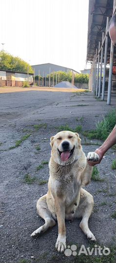 Алабай, щенок
