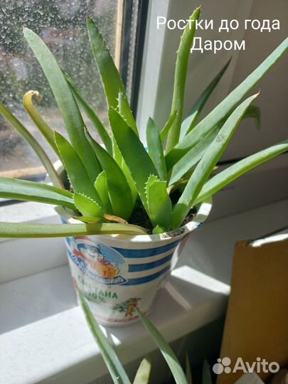 Алоэ вера от 1 до 4-х лет