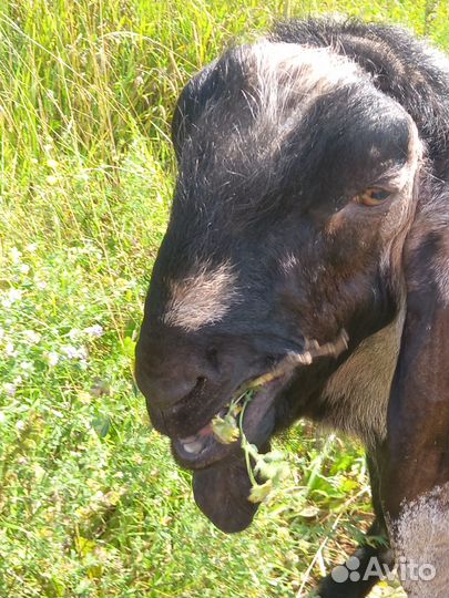 Козы камори