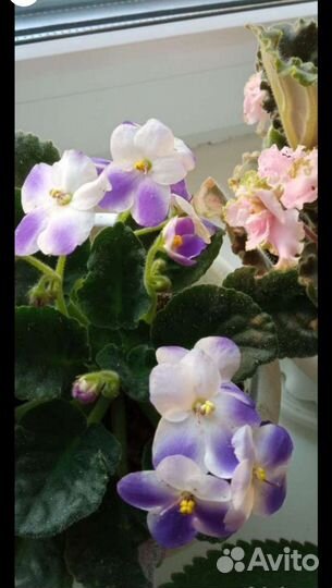 Фиалки сортовые