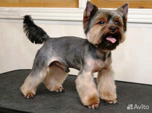 Стрижка собак и кошек