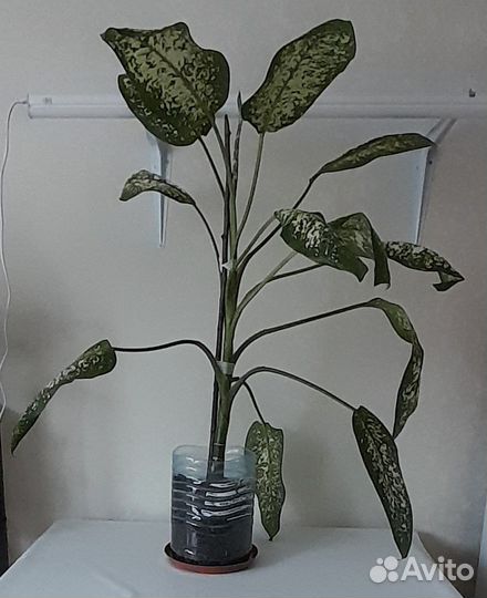 Диффенбахия