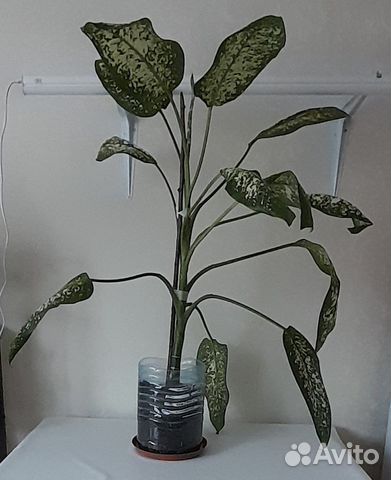 Диффенбахия