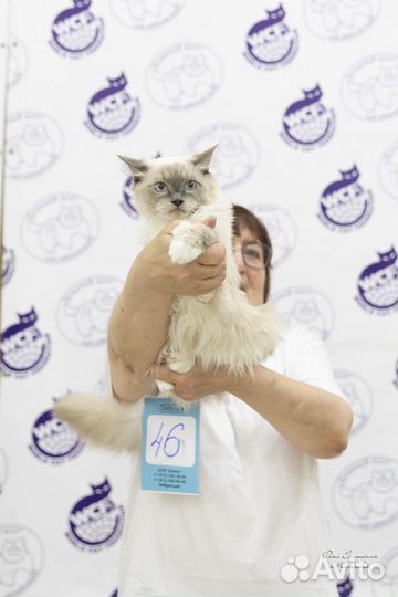 Рэгдолл котята