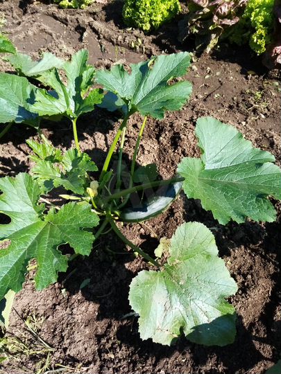 Дом 83 м² на участке 10 сот.