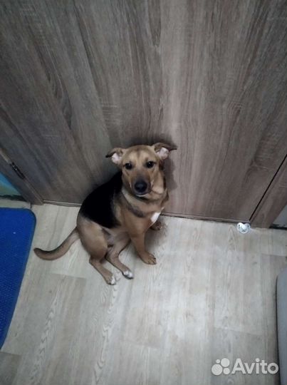 Ищем дом собаке