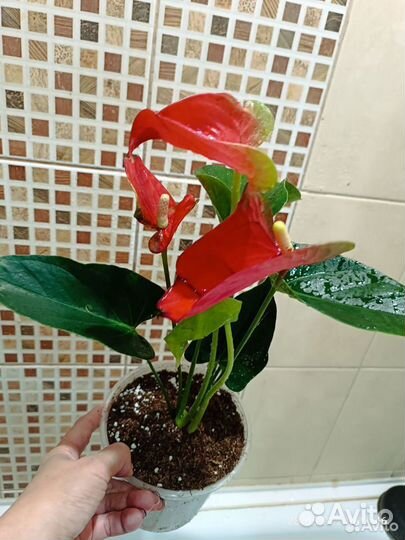 Антуриум Коро детки