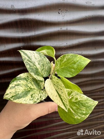 Эпипремнумы Хедеры