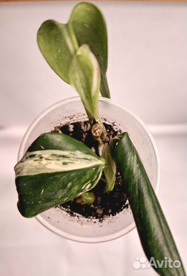 Комнатные растения и цветы ч. 2