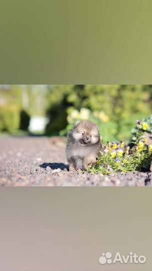 Померанский шпиц