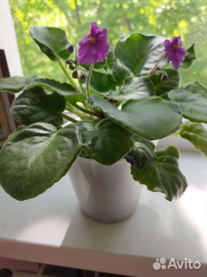 Фиалка в горшке