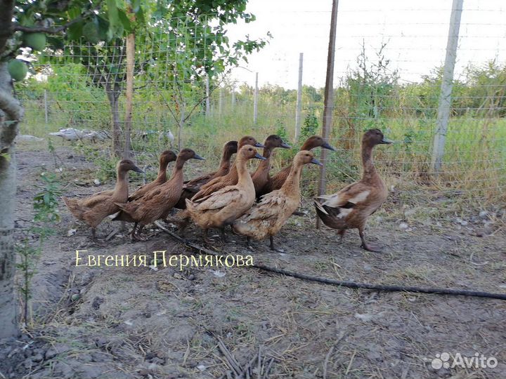 Утки хаки кэмпбелл, каюга