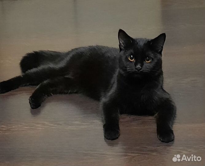 Британская кошка вязка