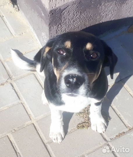 Щеночки-девочки 4 месяца