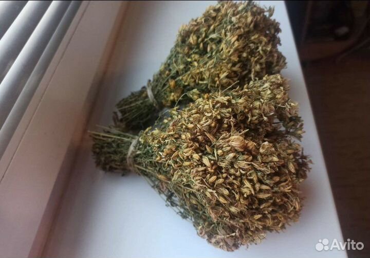 Зверобой сушеный, свежий