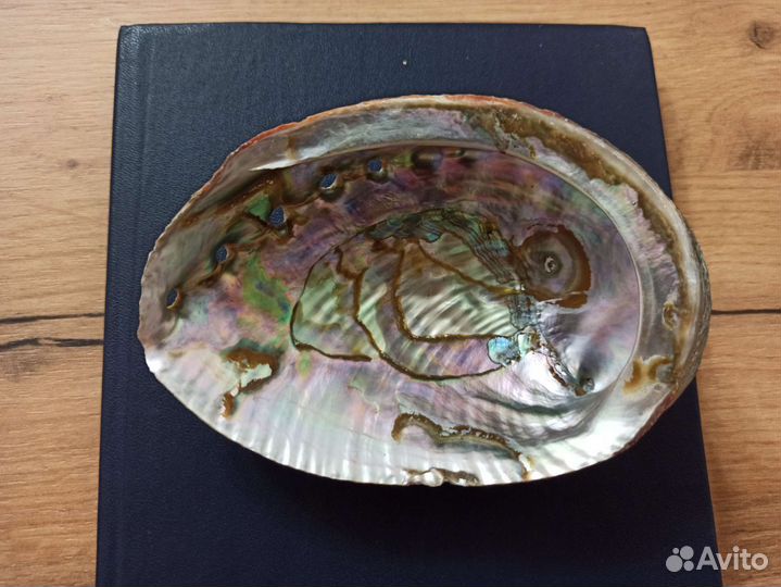 Морская раковина