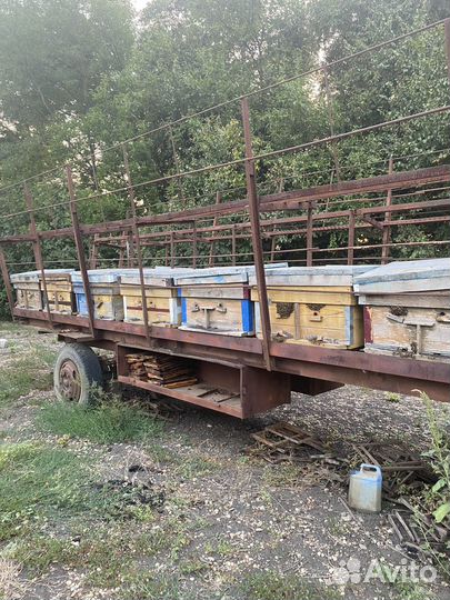 Пчелы на высадку