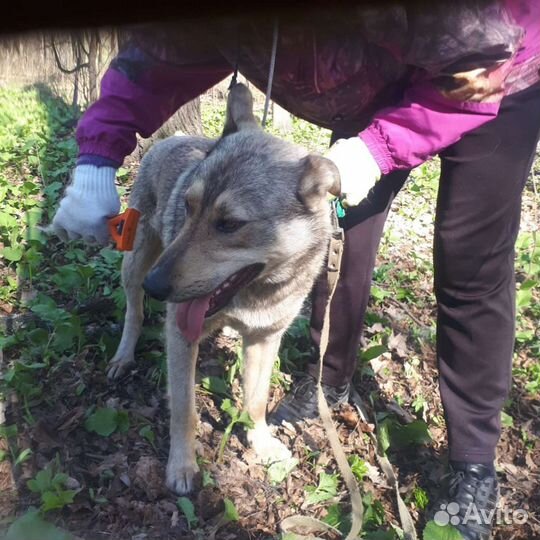 Годовалый Джек-Пот