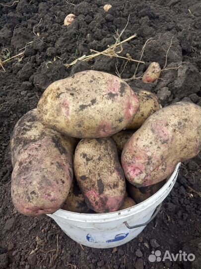 Картофель пикассо