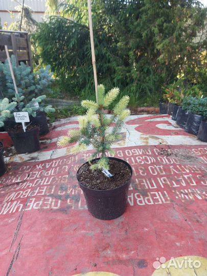 Ель колючая Спринг Санрайз