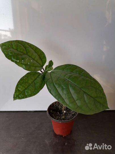 Клеродендрум томпсон