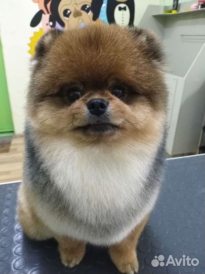 Стрижка собак и кошек, уз чистка зубов