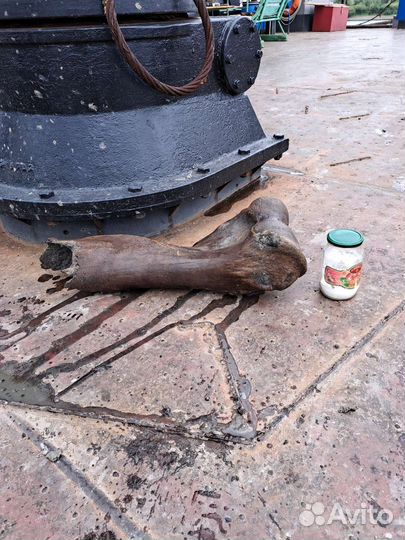 Кость мамонта