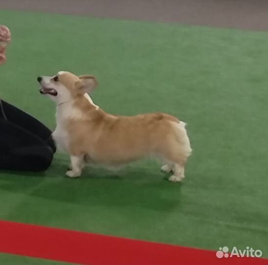 Вельш корги Пемброк