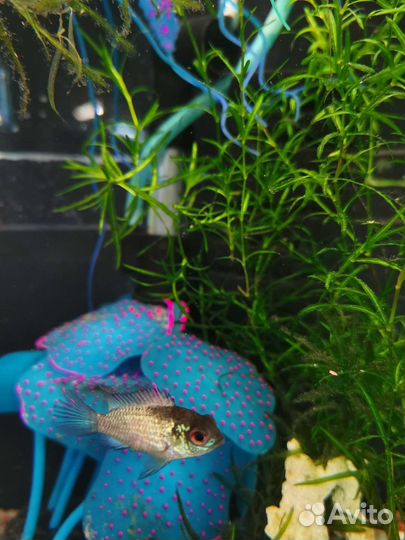 Цихлиды Псевдотрофеус зебра голубой и другие