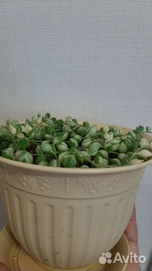 Крестовник Роули