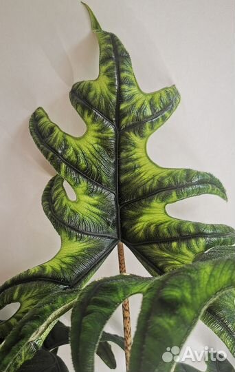 Алоказия жаклин