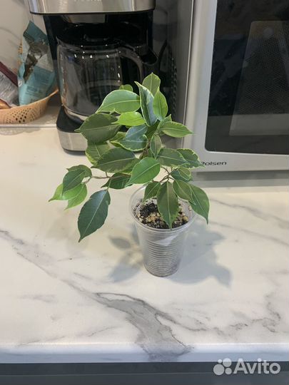 Бенджамина