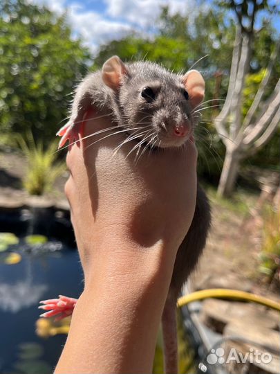 Крысы дамбо