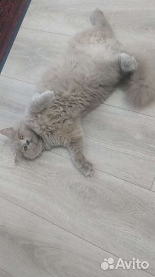 Британская кошка вязка