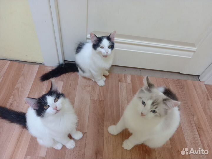 Котята в добрые руки бесплатно