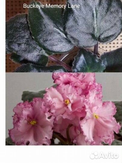 Фиалки сенполии сортовые