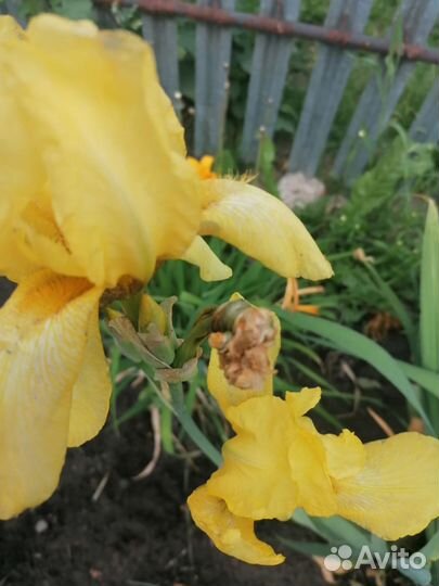 Ирисы саженцы