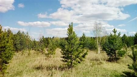 Участок 22 сот. (ИЖС)