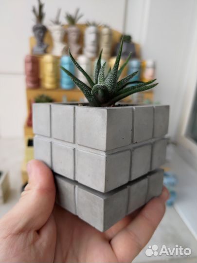 Суккуленты