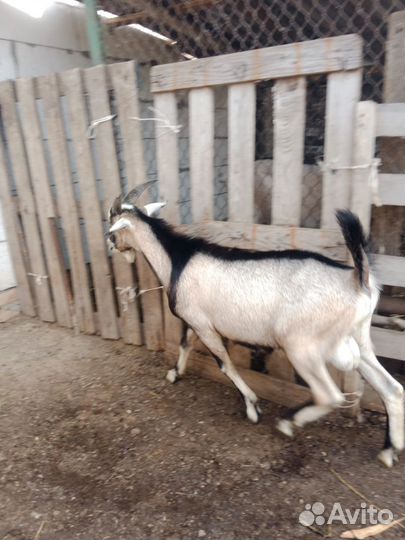 Нубийский козел