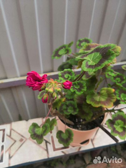 Пеларгония герань и королевская