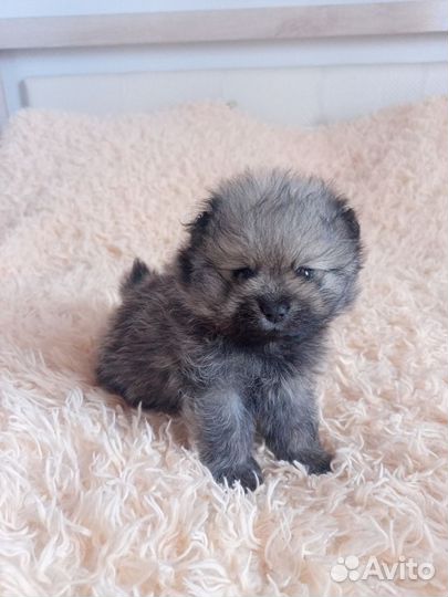 Щенок шпица