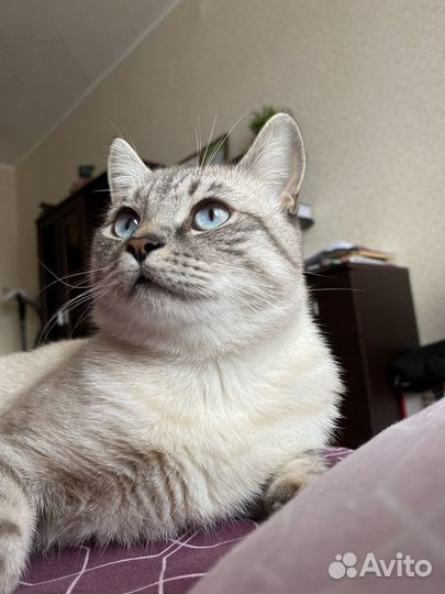 Вязка с шотландским прямоухим котом