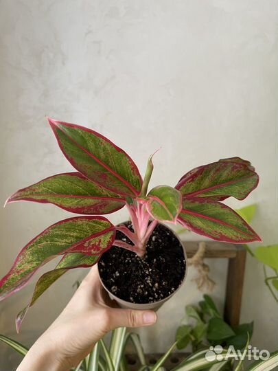 Алокпзия, аглаонема, диффенбахия