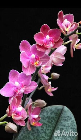 Орхидея Парфюмерная Фабрика