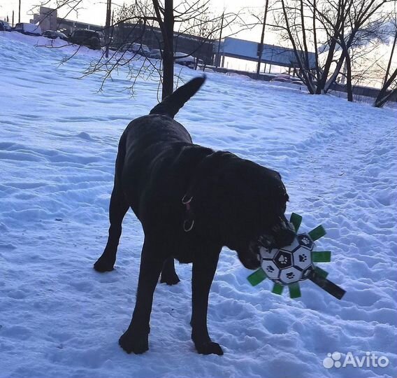 Игрушка для собак мяч футбол Gerry Alexpet store