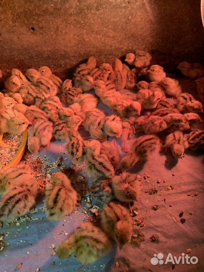 Перепелята фениксы