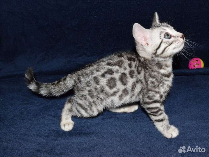 Бенгальский котенок серебро
